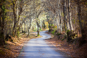 Winding road stretching into a magic abandoned forest.