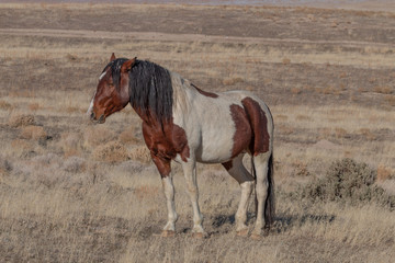 Wild Horse in the  Utah Desert in Winter