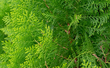 Green Thuja hedge texture close-up view (Selective focus)