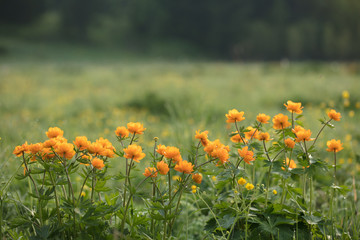 Beautiful fiery flower listed in the red book. Glade with rare and very beautiful flowers