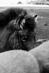 Icelandic Pony 3