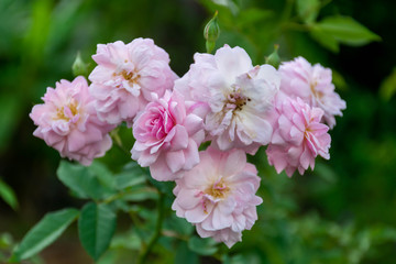 Pink rose flowers on the rose bush in the garden in summer (Selective focus)