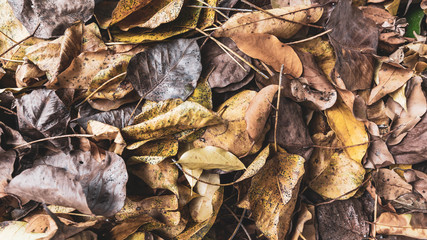 Autumn red, yellow and green leaves background