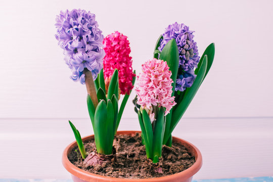 hyacinths  mother's day, valentine's day