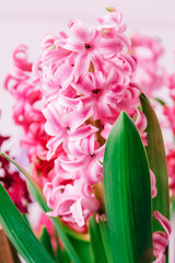 hyacinths  mother's day, valentine's day