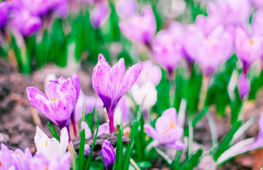 spring crocuses, mother's day, valentine's day