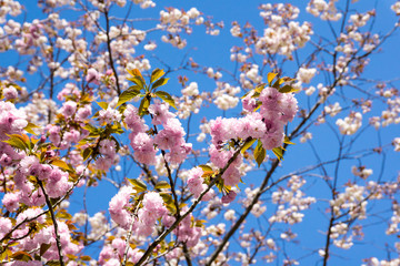 Obraz premium 満開の桜