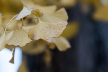 Ginkgo leaf