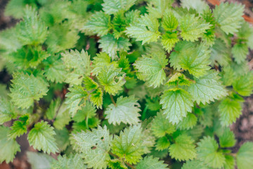 natural, organic nettle