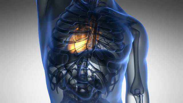 science anatomy scan of human heart glowing