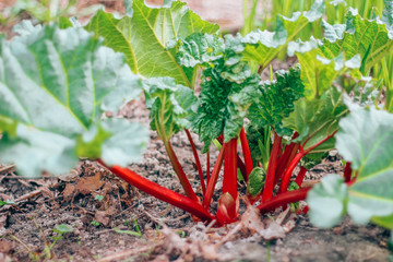 natural, organic rhubarb in the garden