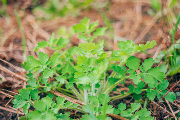 celandine medicinal plant