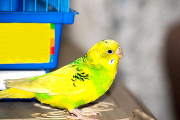 Green wavy parrot sits near the cage