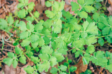 celandine medicinal plant