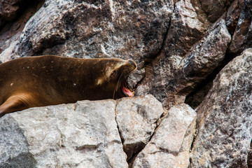 Leoni marini alle Isole Ballestas, Perù