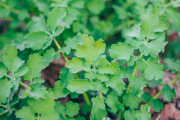 celandine medicinal plant