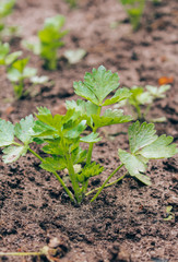 celery on the garden