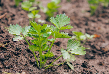 celery on the garden