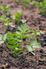 celery on the garden