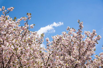 満開の桜
