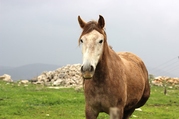 brown horse galloping in a field
