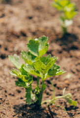 celery on the garden