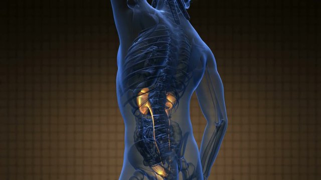 science anatomy scan of human kidneys glowing with yellow