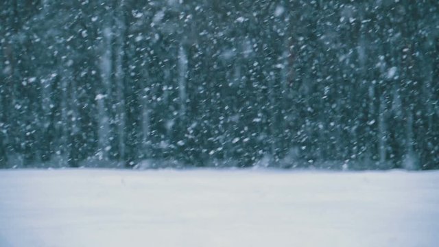 Snowfall Background in Winter Pine Forest with Snowy Christmas Trees. Slow Motion in 180 fps. Snow falling and covered fir trees on a winter day. Winter background. Snow comes in the Christmas forest.