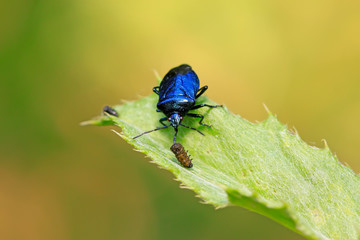 Blue bugs preying on small insects