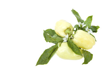 Yellow sweet pepper with leaves and flowers isolated on a white background.space for your text.Top view
