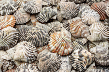 Fresh clams background, seashells closeup.Shell texture