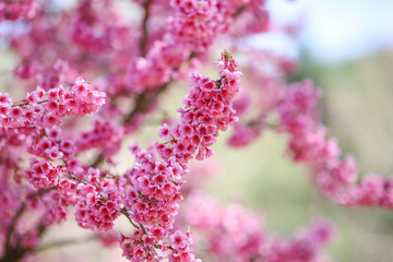 Sakura Flower With Beautiful Nature
