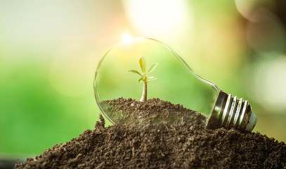 The tree growing on the soil in a light bulb. Creative ideas of earth day or save energy and...