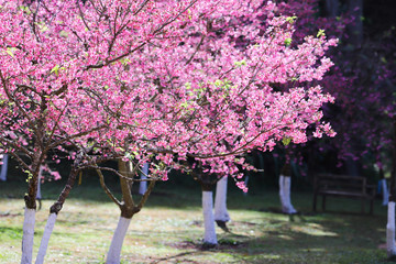 Sakura Flower With Beautiful Nature
