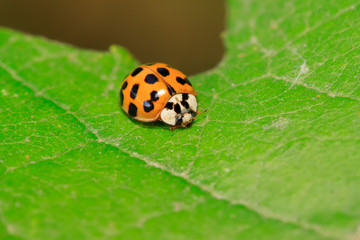 harmonia axyridis