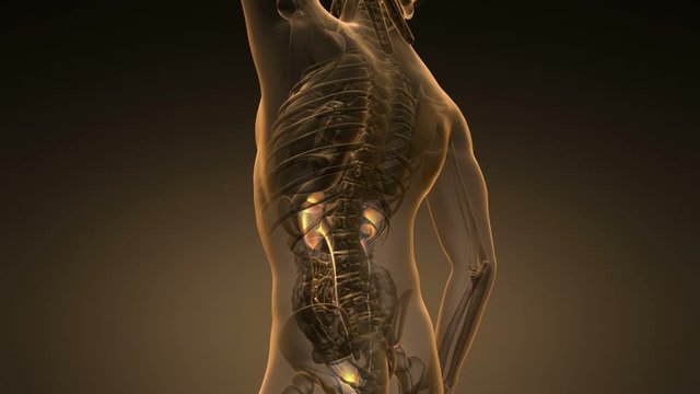 science anatomy scan of human kidneys glowing with yellow
