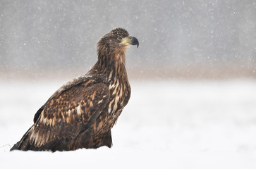 White tailed eagle (Haliaeetus albicilla)
