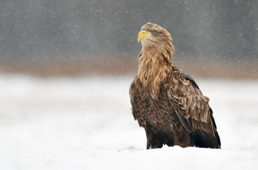 White tailed eagle (Haliaeetus albicilla)