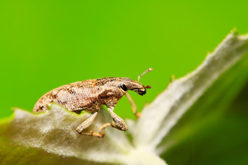 weevil on plant