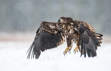 White tailed eagle (Haliaeetus albicilla)