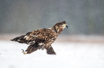White tailed eagle (Haliaeetus albicilla)