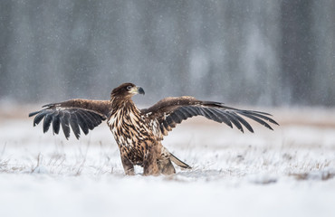 White tailed eagle (Haliaeetus albicilla)