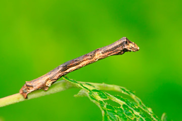 cankerworm larvae on plant