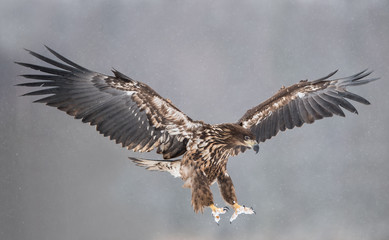 White tailed eagle (Haliaeetus albicilla)