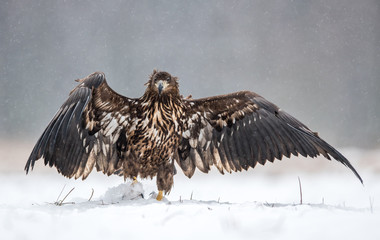 White tailed eagle (Haliaeetus albicilla)
