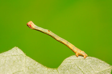 cankerworm larvae on plant