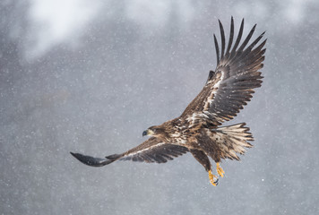 White tailed eagle (Haliaeetus albicilla)