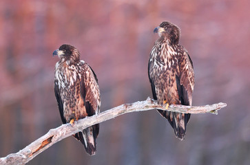 White tailed eagle (Haliaeetus albicilla)
