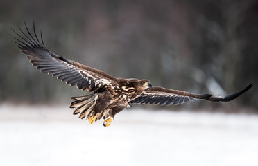 White tailed eagle (Haliaeetus albicilla)