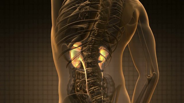 science anatomy scan of human kidneys glowing with yellow